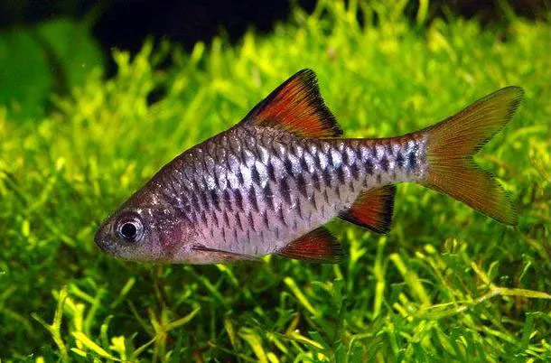Барбус оліголепіс, (лат. - Oliotius oligolepis)
