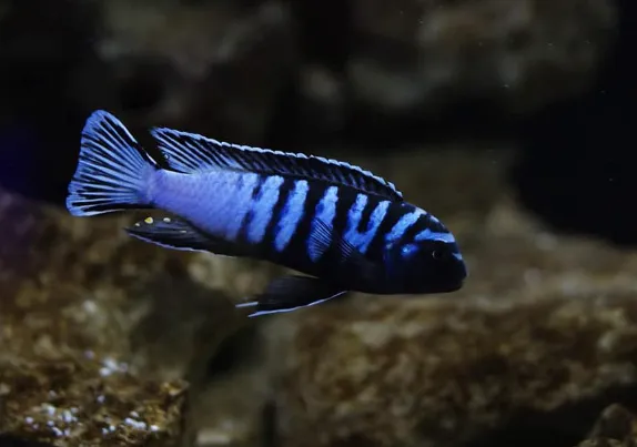 Псевдотрофеус Элонгатус орнатус, L (лат. - Pseudotropheus elongatus Ornatus)
