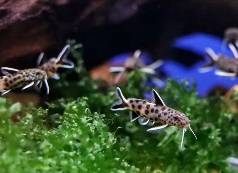 Сінудонтіс Петрикола, S. (лат. - Synodontis petricola)