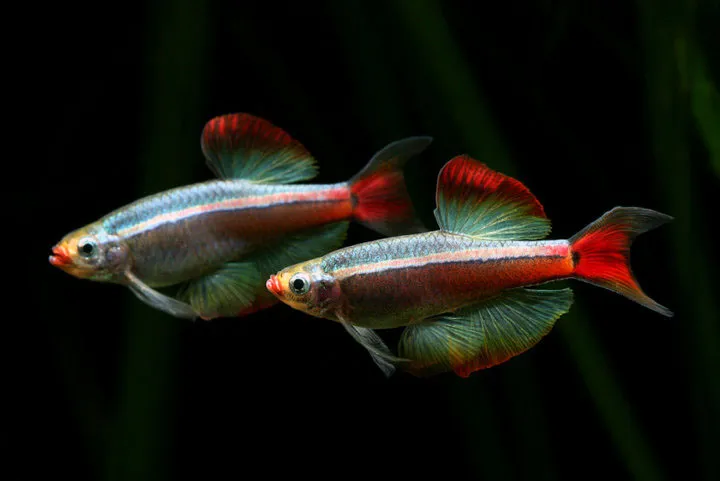 Кардинал (лат. - Tanichthys albonubes)