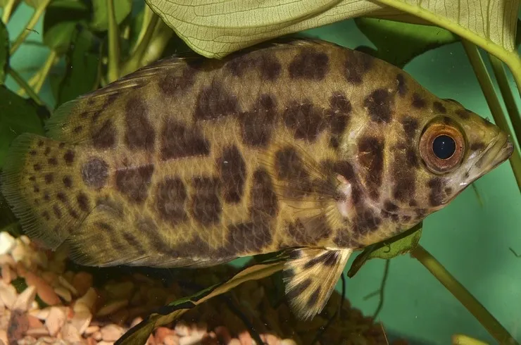 Ктенопома леопардова, M.  (лат. - Ctenopoma acutirostre)