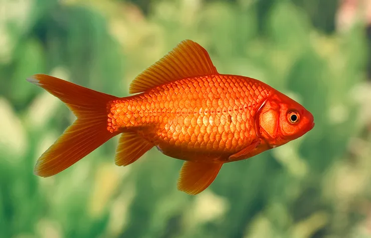 Золота рибка, асс, S (лат. - Carassius auratus)