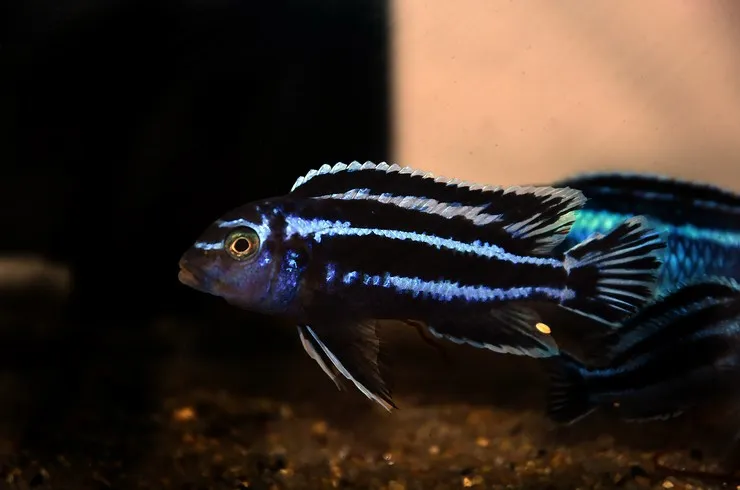 Меланохроміс майнгано, S (лат. - Pseudotropheus cyaneorhabdos)