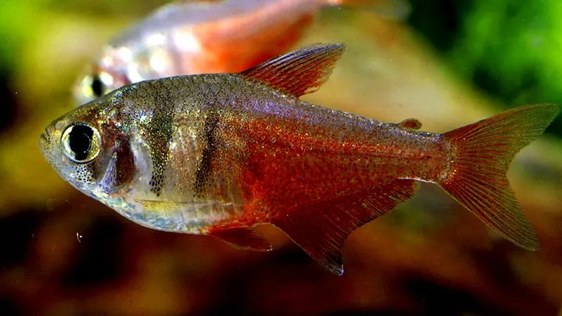 Тетра фон рио (лат. - Hyphessobrycon flammeus)