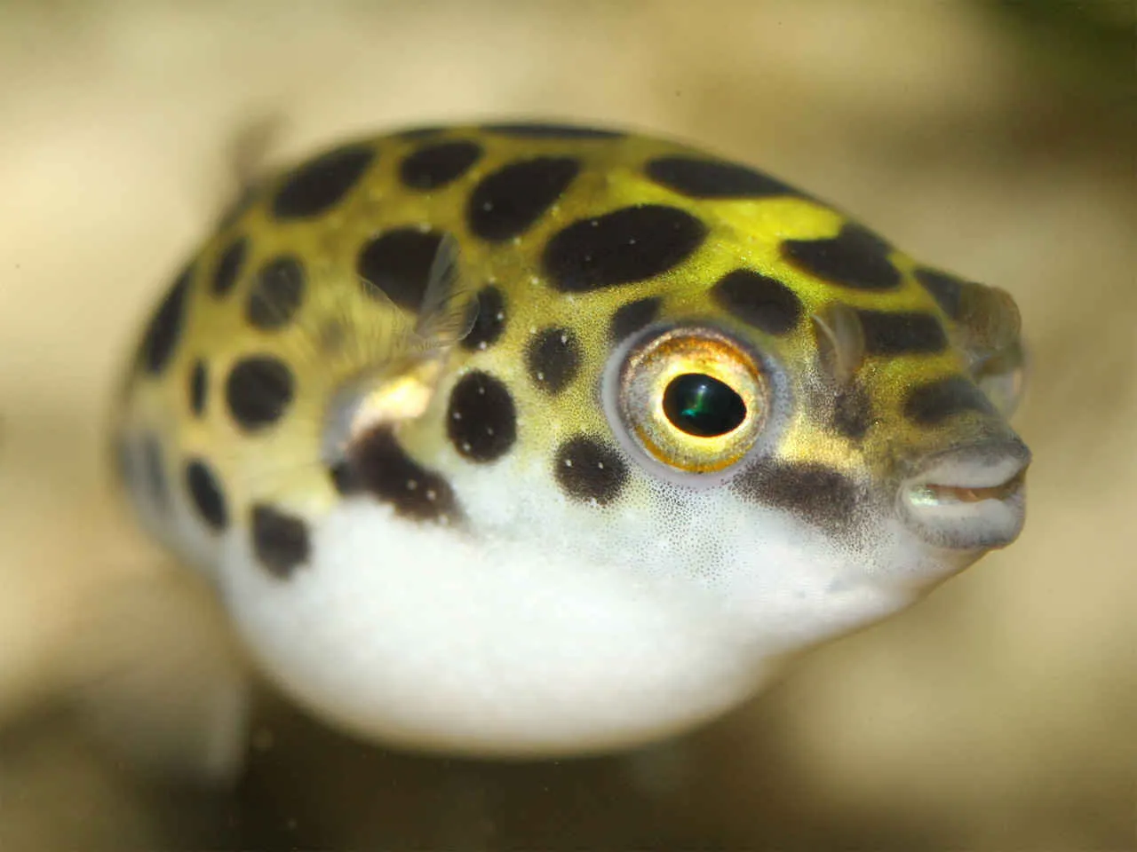 Тетрадон (лат. Tetraodon nigroviridis)
