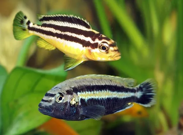 Меланохроміс ауратус, L (лат. - Melanochromis auratus)
