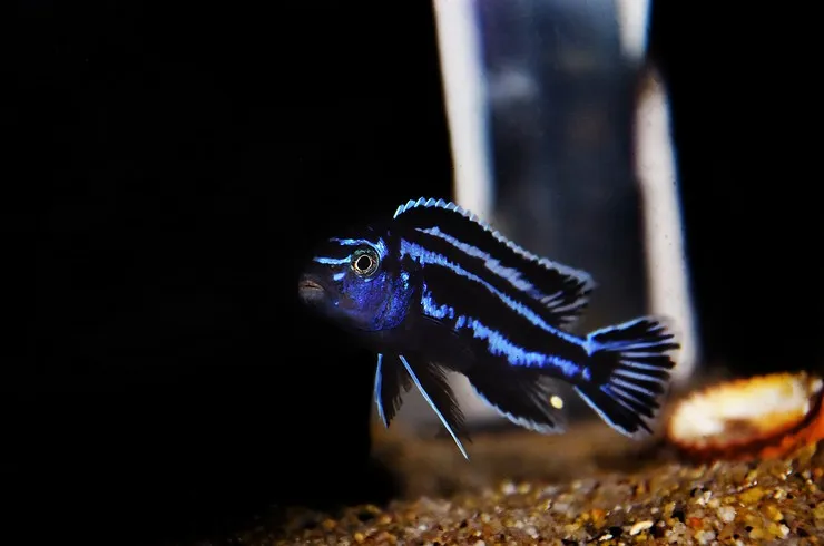 Меланохроміс майнгано, S (лат. - Pseudotropheus cyaneorhabdos)