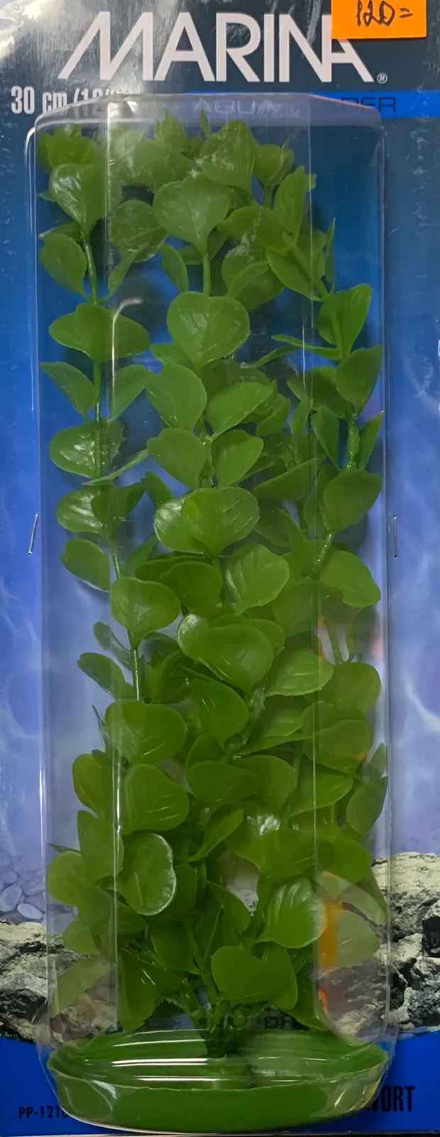 Marina MONEYWORT 30см