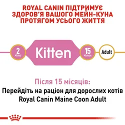 Роял Канин, Maincoon Kitten, 4кг сухий корм для кошенят породи мейн-кун віком до 15 місяців