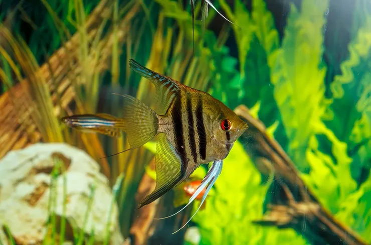 Скалярія асс. ХXL. (лат. - Pterophyllum scalare)