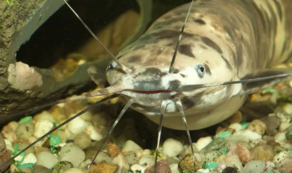 Кларіус пятнистий (Clarias batrachus)