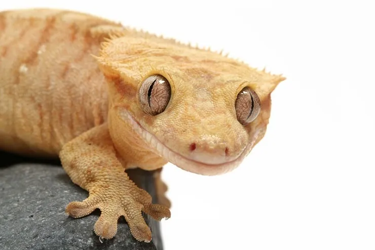 Геккон Війчастий бананоїд (лат. - Gekko Bananoid)