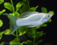 Молінезія біла (Poecilia sphenops Valenciennes)
