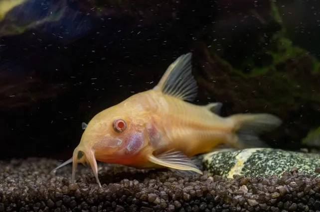 Корідорус крапчатий альбінос (лат. - Corydoras paleatus)