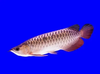 Арована (лат. - Silver Arowana)