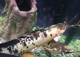 Кларіус пятнистий (Clarias batrachus)