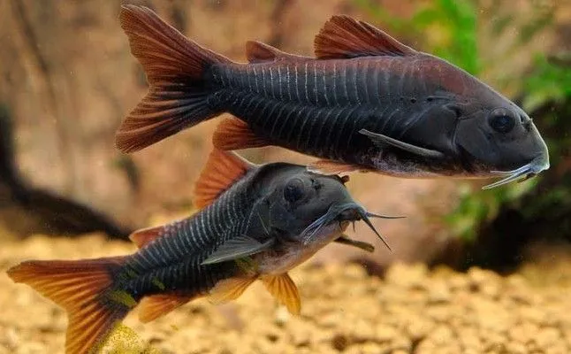 Корідорус Блэк Венесуэла (лат. - Corydoras aeneus Black Venezuela)