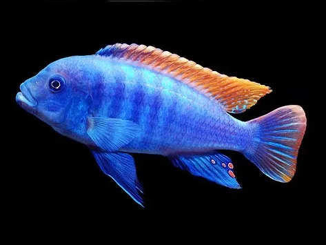 Псевдотрофеус Грешакі, L (лат. - Pseudotropheus greshakei)