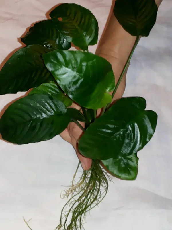 Анубіас Каладіфолія XL  (лат. - Anubias barteri var. caladiifolia)