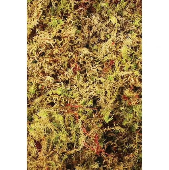 Живий мох Komodo Habitat Moss 100г 4л 83030