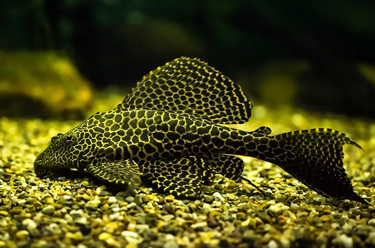 Птеригопліхт парчевий (лат. - Pterygoplichthys gibbiceps)