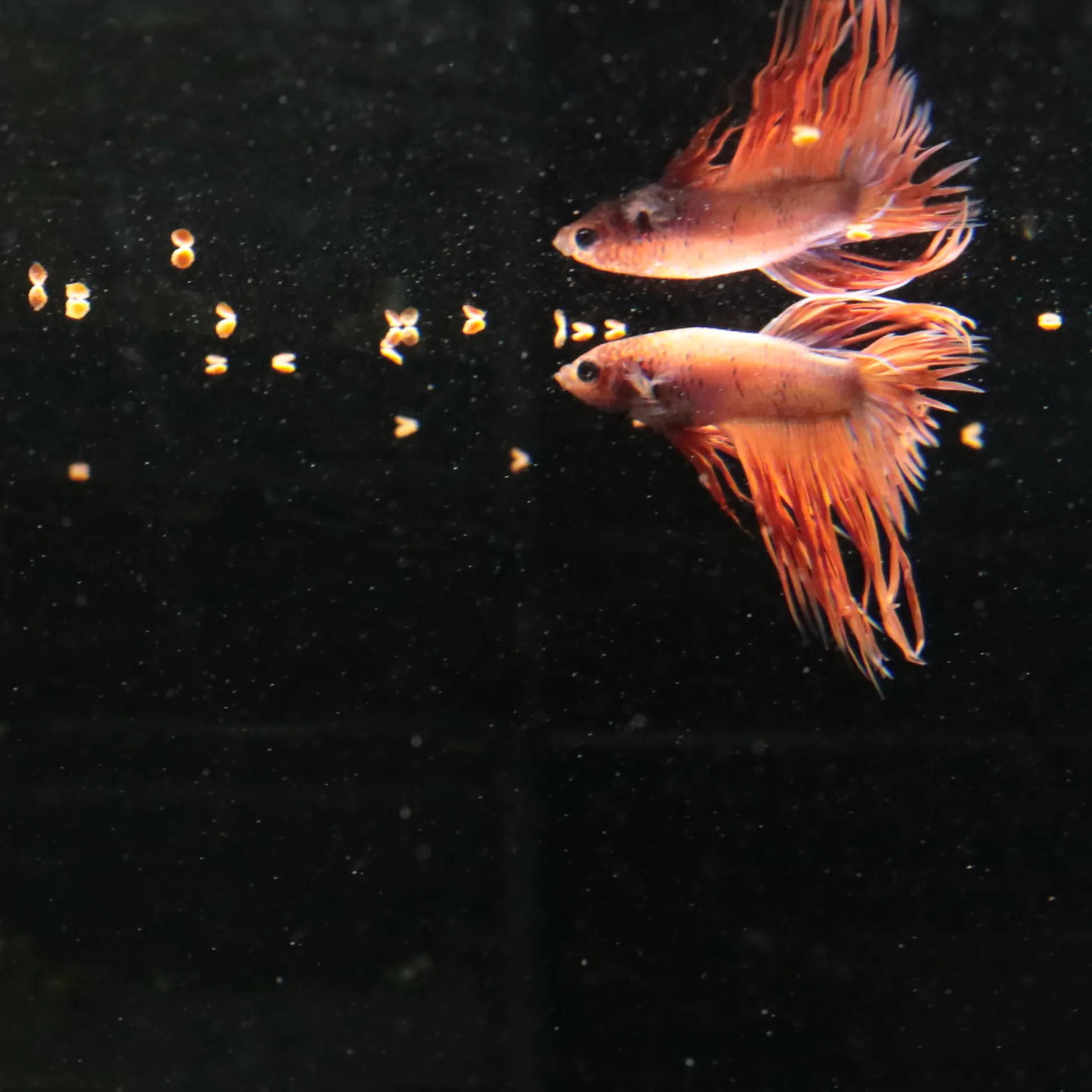 JBL Корм для риб ProNovo Betta Grano S 20мл 3130700