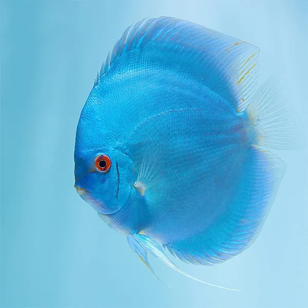 Дискус "Blue Diamond", M (лат. - Symphysodon discus)