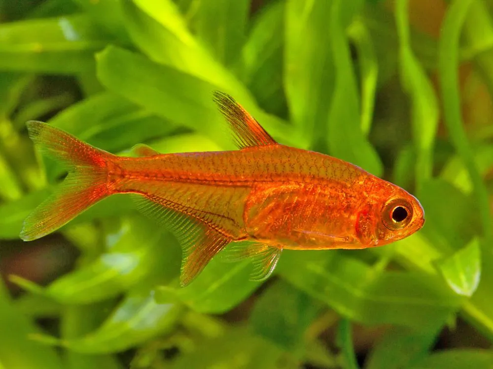 Тетра Аманда (лат. - Hyphessobrycon amandae)