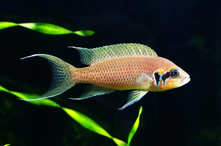 Принцесса Бурунді (Neolamprologus brichardi)