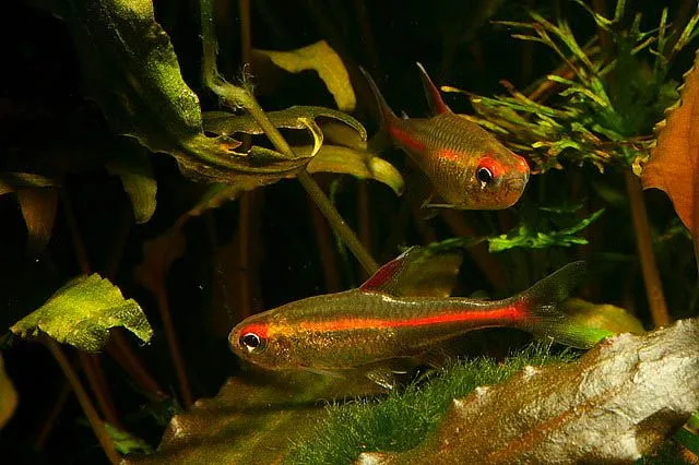 Эритрозонус, (лат. - Hemigrammus erythrozonus)