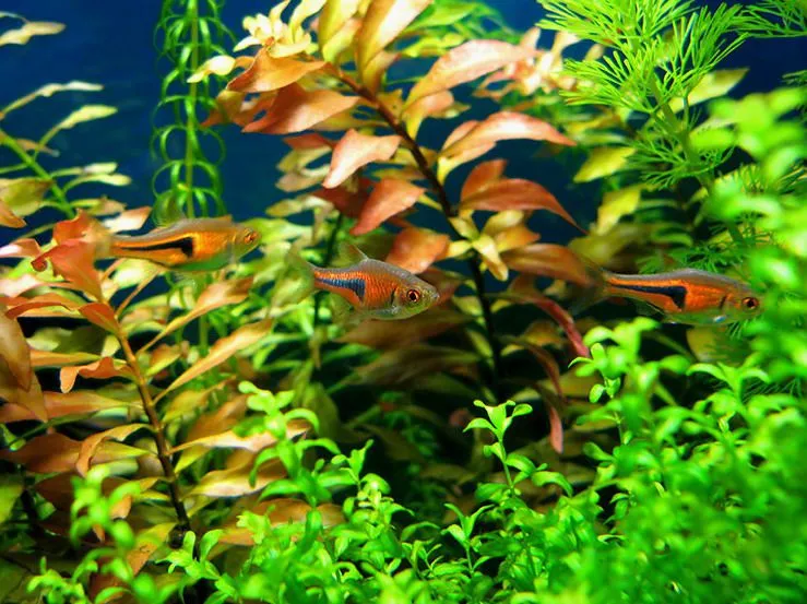 Росбора  Єспеі (лат. - Rasbora espei)