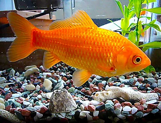 Золота рибка, асс, M. (лат. - Carassius auratus)