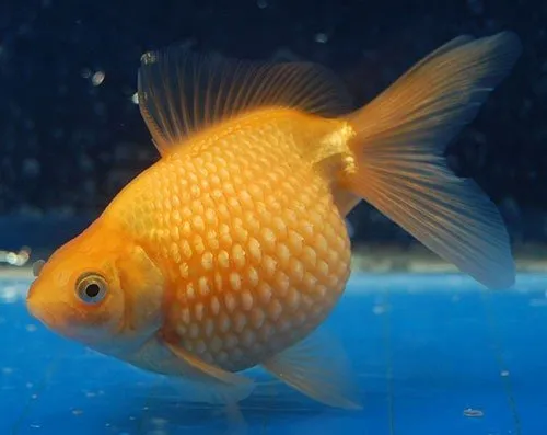 Золота рибка, Перлина, 2XL. (лат. - Carassius auratus)
