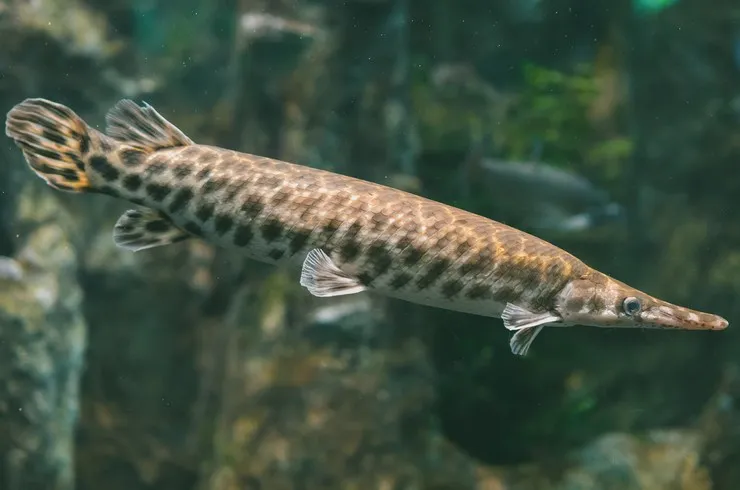 Панцирная щука Окулятус (лат. - Lepisosteus oculatus)