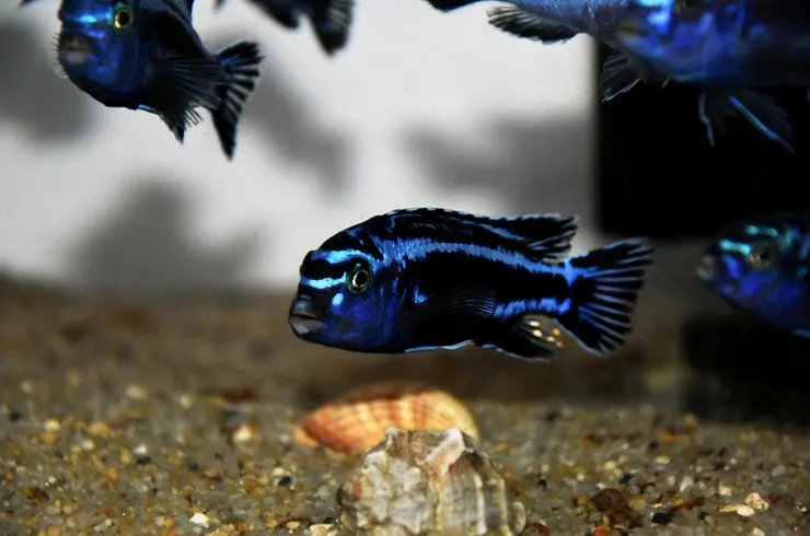 Меланохроміс майнгано, S (лат. - Pseudotropheus cyaneorhabdos)