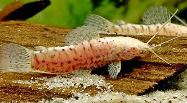 Таракатум алб. (лат. - Hoplosternum thoracatum)