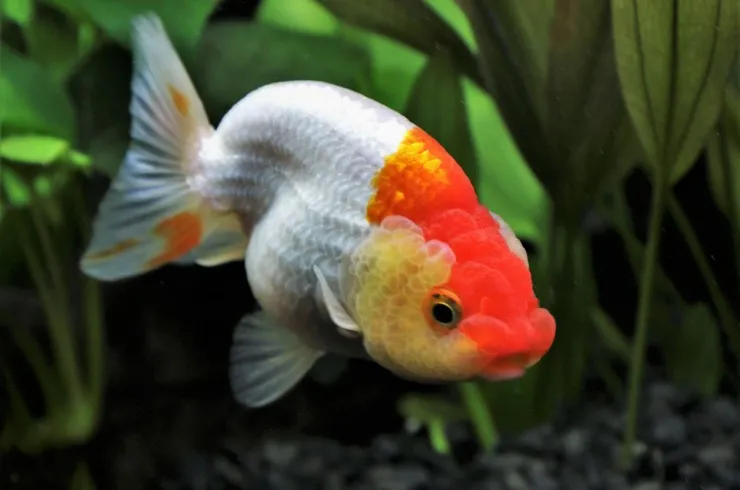 Ранчу, L (лат. - Carassius auratus)