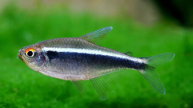 Неон чорний (лат. - Hyphessobrycon herbertaxelrodi)