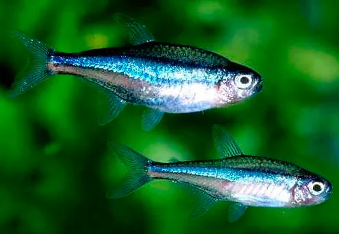 Неон синій (Paracheirodon simulans)