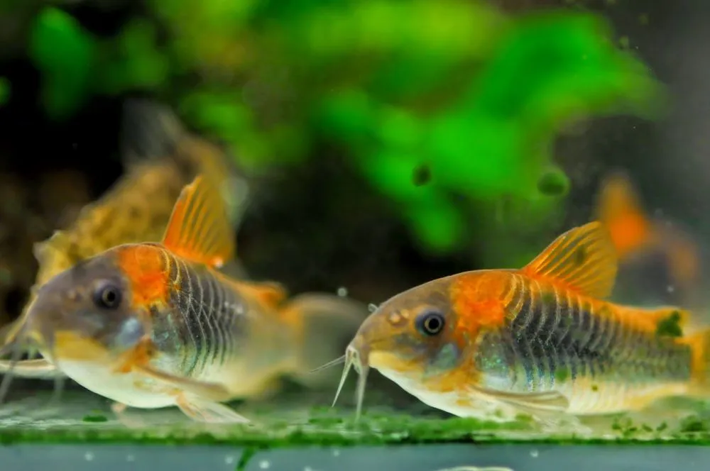 Корідорус Венесуэла Оранж (лат. - Corydoras aeneus Venezuela Orange)