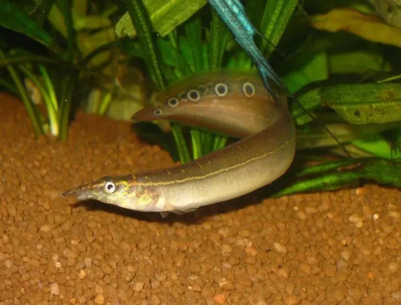 Макрогнатус глазчатий (лат. - Macrognathus aculeatus)