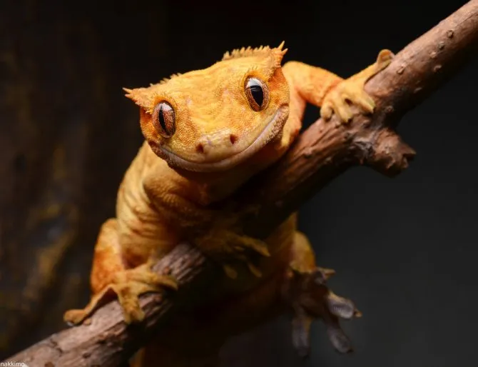 Геккон Війчастий бананоїд (лат. - Gekko Bananoid)