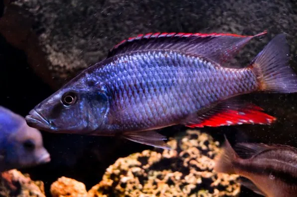 Димідиохроміс компрецисепс (Dimidiochromis compressiceps)