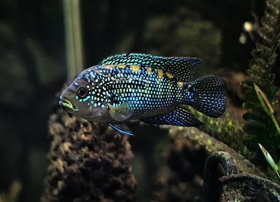 Цихлозома біоцелатум, восьмиполоса ( лат . - Cichlasoma biocellatum)