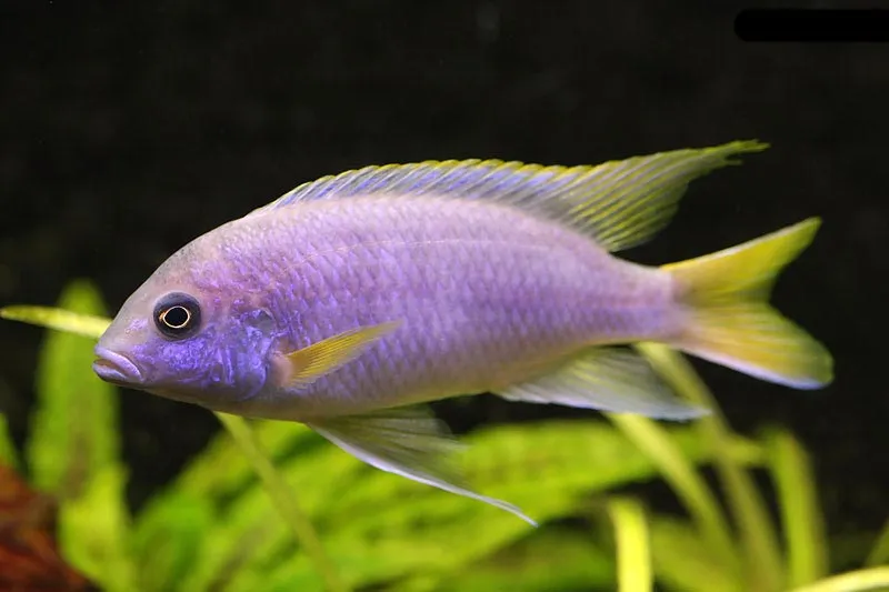 Псевдотрофеус акі (Pseudotropheus sp. "acei")