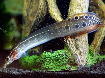 Макрогнатус глазчатий (лат. - Macrognathus aculeatus)