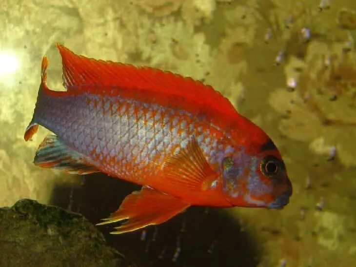 Лабідохроміс Хонгі (Labidochromis sp. 'Hongi')