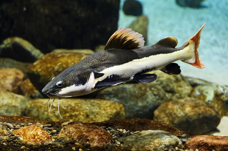 Оринокский Сом (лат. - Phractocephalus hemiliopterus)