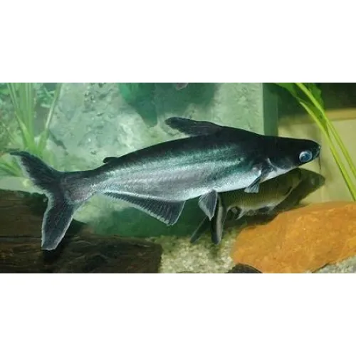 Пангасіус (лат. - Pangasianodon hypophthalmus)