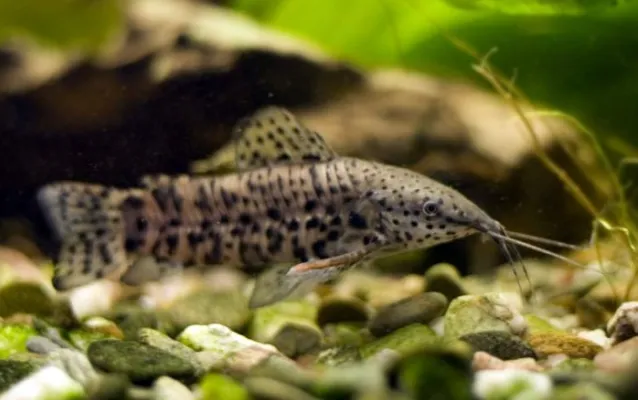 Таракатум, L (лат. - Hoplosternum thoracatum)